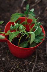 Several fresh young plants are ready to be planted in the ground. Young green plants.