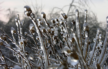 rośliny w lodzie