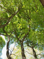 Crowns of old elm trees in spring