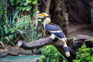 toucan on a tree