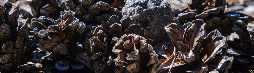 Close Up of Several pine cones fallen on the ground in the forest in a sunny day.