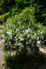 おみくじを結んだ木（美保神社）