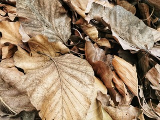 The​ leaves​ are​ so​ dry​ in​ summer.