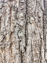 The​ old tree is so​ dry​ in​ summer.