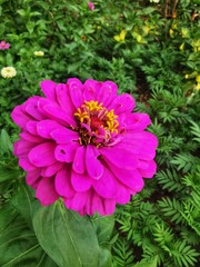 Fototapeta premium A pink zinnia is popular garden flowers.