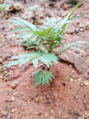 Plant the ground in the rainy season