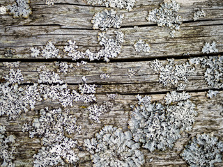  Wood With Cracks
