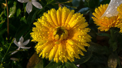 yellow flower in the garden