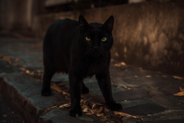 black cat on a paved street