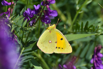 Pale clouded yellow butterfly. Colias hyale, the pale clouded yellow butterfly feeding on meadow