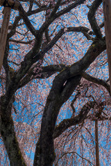 旧山本中学校杵原校舎の桜　杵原学校