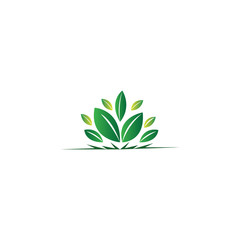 green tea leaf jasmine flower color vector illustration design