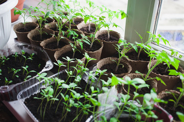 Seedlings of vegetables in pots on the windowsill