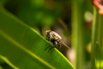 fly on leaf