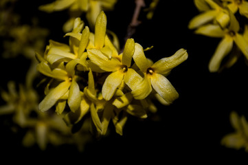 spring yellow flowers on black background
