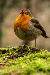 robin on the grass