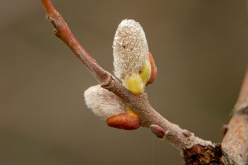buds of a tree
