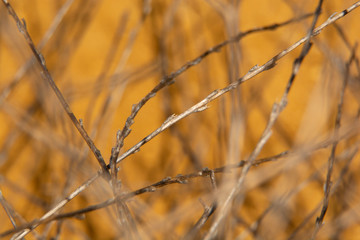 natural barbed wire