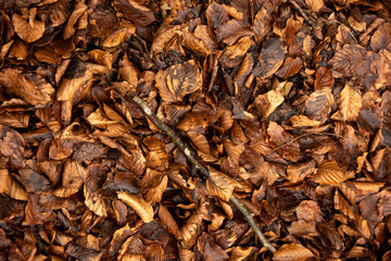 dry leaves background