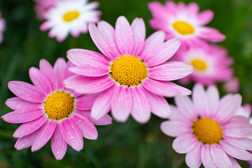 Fototapeta premium 公園の庭園で咲く花