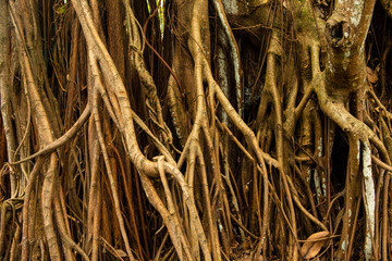dry grass background