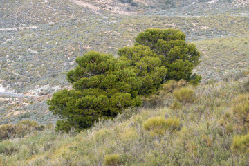 tree in the place of Cintas near Berja (Spain)