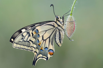Wonderful portrait of Old World Swallowtail (Papilio machaon)