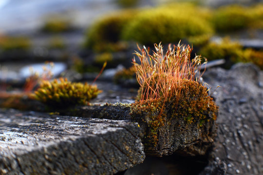 Beautiful red green brown small ancient perennial forest plant moss Kukushkin flax Polytrichum commune with boxes of spores grows on an old gray from moisture and aging board, cloudy day, closeup