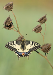 Butterfly on branch (Papilio machaon)