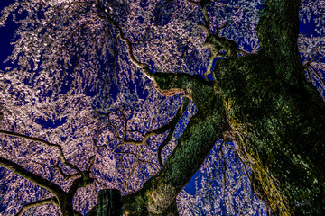 長野県飯田市　供養塔の桜（くよとの桜）