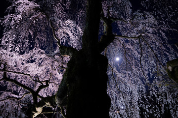 長野県飯田市　供養塔の桜（くよとの桜）