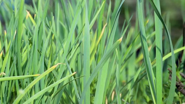 Green fresh spring garlic grass grow in garden. Macro waving on wind lawn waving in wind slow-motion video