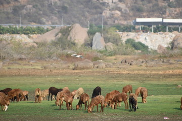 Domestic sheep grazing or eating green grass in meadow or pasture at Himayat Sagar Lake, Hyderabad, India.