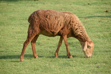 Domestic sheep grazing or eating green grass in meadow or pasture at Himayat Sagar Lake, Hyderabad, India.
