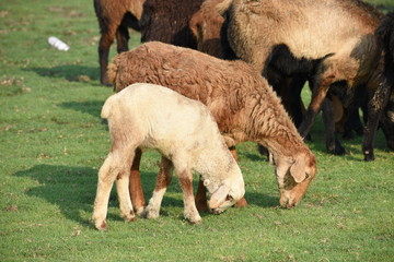 Domestic sheep grazing or eating green grass in meadow or pasture at Himayat Sagar Lake, Hyderabad, India.