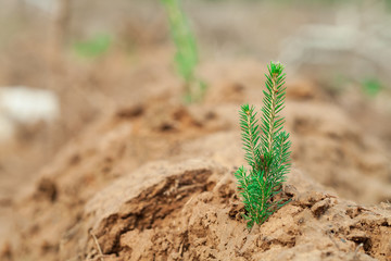 Young conifer on a defocused background. The concept of ecology and nature conservation.
