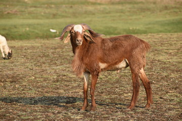 Domestic sheep grazing or eating green grass in meadow or pasture at Himayat Sagar Lake, Hyderabad, India.