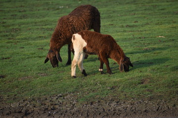 Domestic sheep grazing or eating green grass in meadow or pasture at Himayat Sagar Lake, Hyderabad, India.
