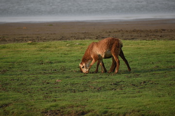 Domestic sheep grazing or eating green grass in meadow or pasture at Himayat Sagar Lake, Hyderabad, India.