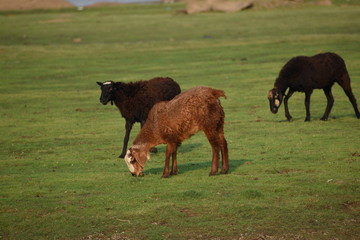 Domestic sheep grazing or eating green grass in meadow or pasture at Himayat Sagar Lake, Hyderabad, India.