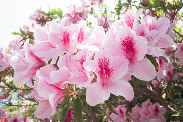 ツツジ（五本松公園/島根県）