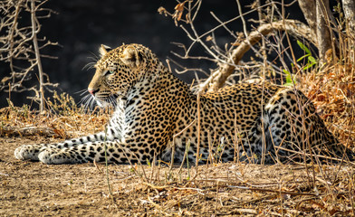 Fototapeta na wymiar Leopard laid down on the ground in the bush
