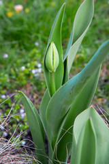 Fototapeta premium Tulip flowers with green leaf background in tulips field.