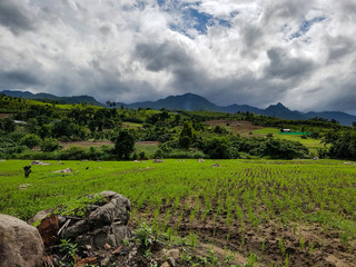 Stone field growing seed dark sky green background mountain trees grey clouds earth pai thailand chiang mai valley farm