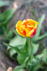 Tulip flowers with green leaf background in tulips field.