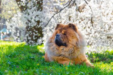 Dog chow chow, Chinese breed lying on the grass under blossom tree.