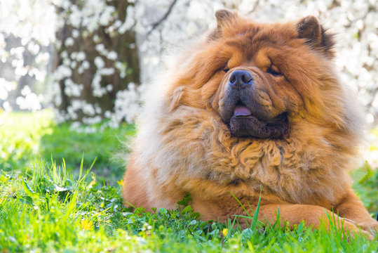 Dog chow chow, Chinese breed lying on the grass under blossom tree.