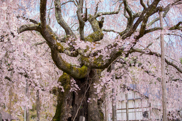 麻績の里　舞台桜