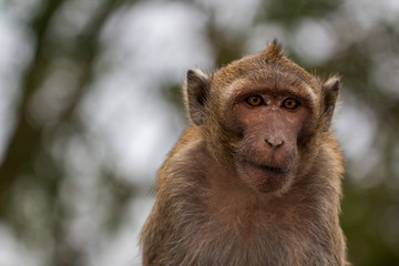 Thai sad monkey looking behind