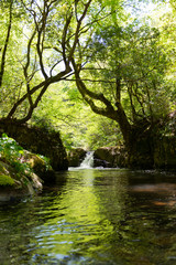 Obraz premium 春の渓流と滝